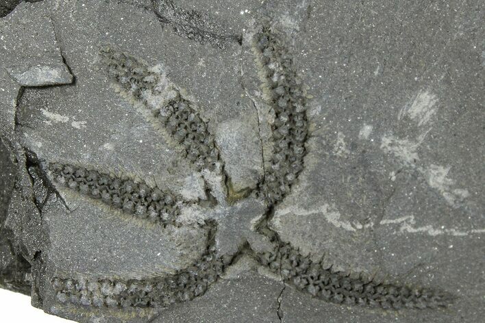 Ordovician Brittle Star (Ophiura) - Morocco #365271